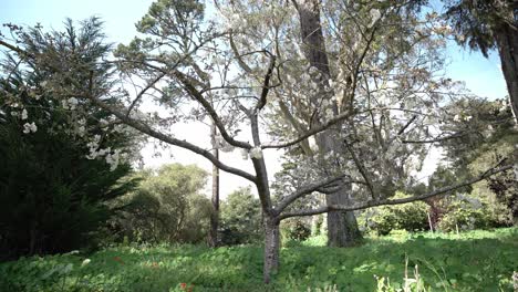árbol-Con-Flores-Blancas-En-El-Parque