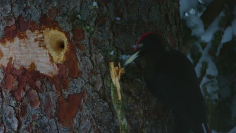 A-black-woodpecker-breaks-a-branch-with-its-beak