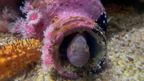 Kulleräugiger-Fisch,-Der-Sich-In-Einer-Flasche-Versteckt