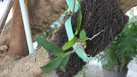 Planting-orchids-on-a-fern-board-attached-to-a-tree