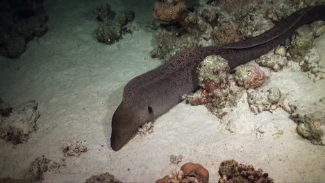 Anguila-Moray-Gigante-Nadando-Libre-Sobre-Arrecifes-De-Coral-En-El-Mar-Rojo-Por-La-Noche