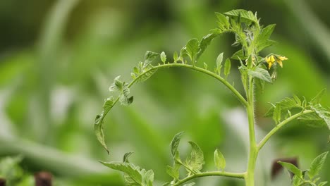 Grünes-Blattwerk-Der-Tomate-Mit-Blumen,-Die-Im-Gartenfeld-Wachsen