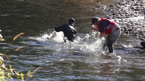 Fisheries-researchers-measure-and-weigh-spawning-salmon-at-river-side