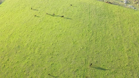 Luftaufnahme-Einer-Weide-Mit-Grasenden-Angus-Rindern,-Sonnenuntergang-Im-Frühling,-Uruguay