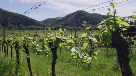 White-grapes-winery-in-Dürnstein-Weingärten