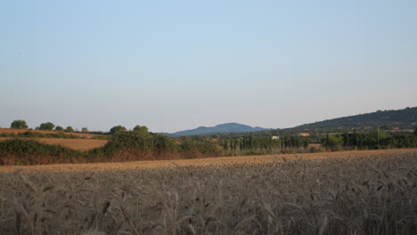 Die-Kamera-Bewegt-Sich-über-Getreide-Bei-Einem-Wunderschönen-Sonnenuntergang-Auf-Mallorca
