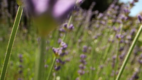 Macro-perspective-zooming-through-lavender-plant,-bug-perspective