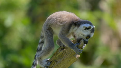 Cute-young-lemur-mammal-climbing-on-trunk-and-biting-into-wood-during-sunny-day-outdoors-in-nature,close-up