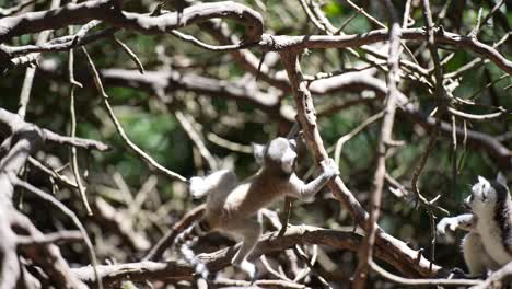 Bebé-Lémur-De-Cola-Anillada-Jugando-En-La-Selva-De-Madagascar