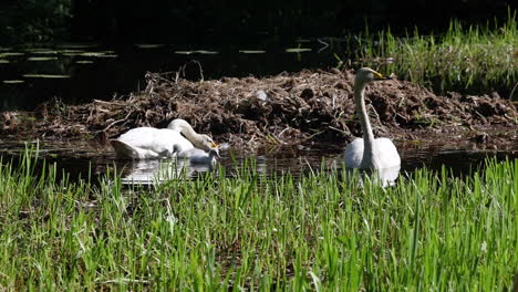 Swan-family-swimming-in-a-pond,-sunny,-spring-day,-in-Scandinavia---Cygnus