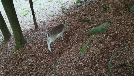 High-angle-pov-of-beautiful-young-deer-alone-grazing-on-carpet-of-dry-leaves