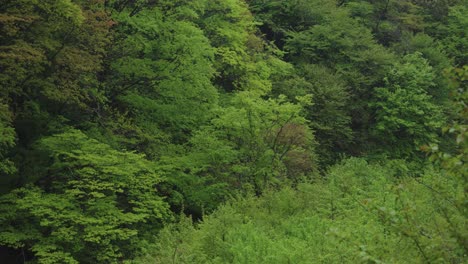 Mt-Daisen-National-Park-Beech-Forest-Background,-Slow-Pan-on-Rainy-Day
