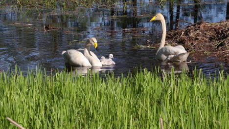 Swan-parents-taking-care-of-their-chicks,-at-a-sunny-Scandinavian-lake