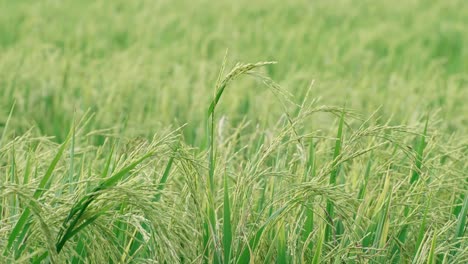 Reis,-Der-Sich-In-Einem-Reisfeld-Vom-Wind-Wiegt