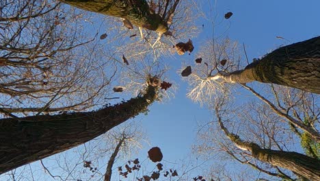 Slow-motion-of-dry-oak-leaves-falling-from-trees,-low-angle-pov-of-camera-pointing-towards-the-sky