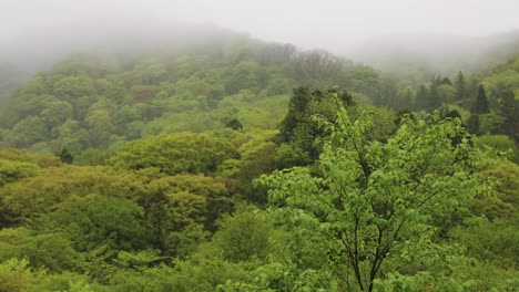 Mist-shrouded-primeval-Beech-Forest-of-Mt-Daisen,-Japan