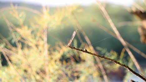 Dragonfly-sits-on-a-twig-in-front-of-salt-cedar-bokeh-in-golden-light