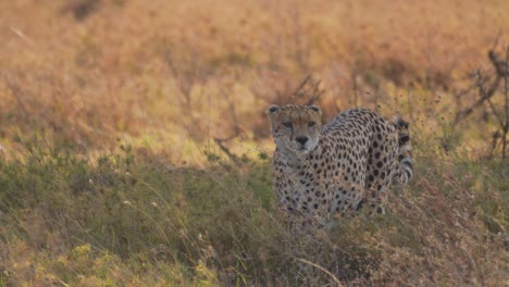 Cinematic-and-epic-shot-of-wild-cheetah