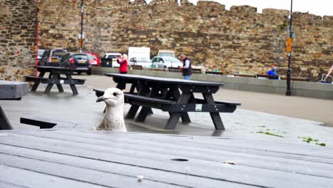 Single-grey-seagull-standing-on-Conwy-harbour-picnic-table-in-overcast-Autumn-marina