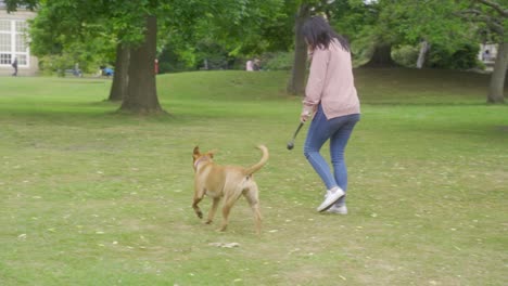 Slow-mo-of-dog-playing-fetch-with-owner-in-Sheffield-Botanical-Gardens,-England
