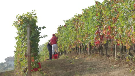 Barolo,-Piedmont-Italy---09-28-2021:-Farmer-working-in-vineyard-harvesting-field,-viticulture-vine-grapes-harvest