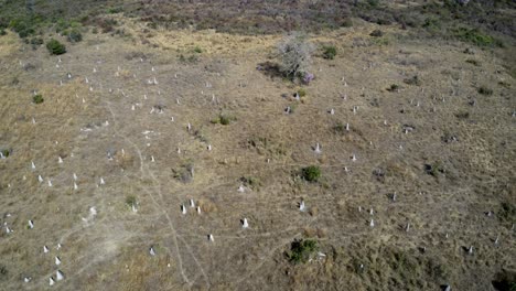 Pull-back-aerial-view-of-land-deforested-by-fire-in-the-Brazilian-Pantanal