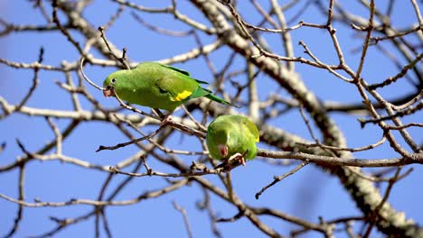 Two-Beautiful-Green-White-Winged-Parakeets-in-a-Tree