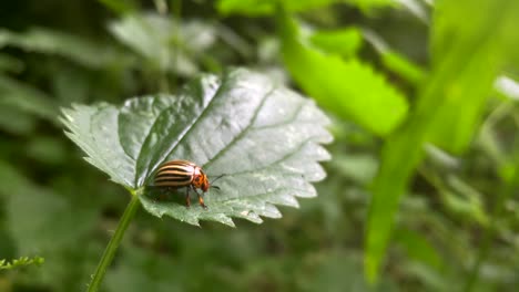 Close-up-of-ten-striped-spearman-or-potato-beetle-sitting-on-green-leaves-in-nature---Leptinotarsa-Decemlineata---Entomology-in-wilderness