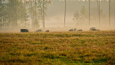 5K-Time-lapse-shot-of-grazing-herd-of-cows-during-mystic-foggy-day-on-meadow-in-wilderness-in-the-morning