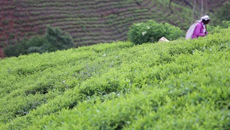 Vista-Estática-De-Una-Trabajadora-De-La-Finca-De-Té-Ocupada-Trabajando-En-La-Fábrica-De-Té-Kadugannawa-Que-Se-Encuentra-En-Las-Montañas-Interiores-De-Sri-Lanka,-Diciembre-De-2014