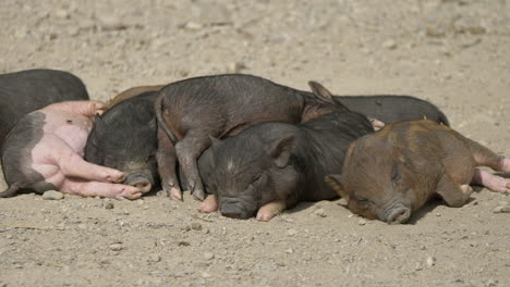 Close-up-shot-of-cute-newborn-piglet-group-sleeping-in-sunlight-on-countryside