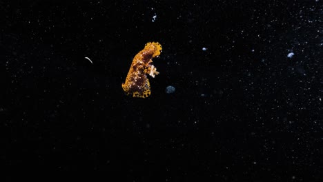 Unique-underwater-footage-of-a-stunning-Nudibranch-sea-creature-moving-vigorously-in-the-dark-ocean-currents