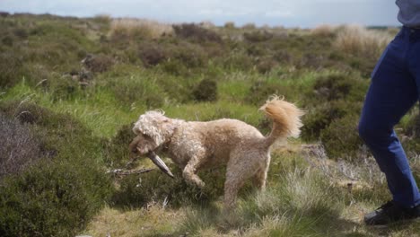 Slow-mo-of-young-dog-catching-stick-from-owner-up-on-Stanage-Edge,-Sheffield,-Peak-District,-England