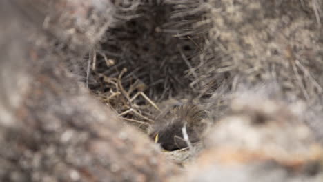 Rufous-Collared-Sparrow-Chicks-Being-Fed-In-Nest