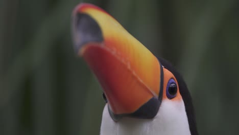 Low-angle-head-shot-capturing-beautiful-toco-toucan,-ramphastos-toco-with-giant-orange-beak-blinking-its-eyes-against-green-forest-bokeh-background