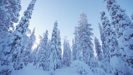Langsam-Schwenkende-Kamerabewegung-An-Einem-Sonnigen-Tag-Mitten-Im-Wald-Mit-Schneebedeckten-Bäumen,-Gefilmt-In-Lappland,-Finnland