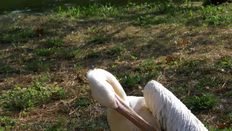 Close-up-gimbal-shot-of-White-Pelican-grooming-at-Saint-James's-Park,-London