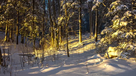 Schneebedeckter-Wald,-Der-Bei-Sonnenuntergang-Mit-Sonnenlicht-Beleuchtet-Wird