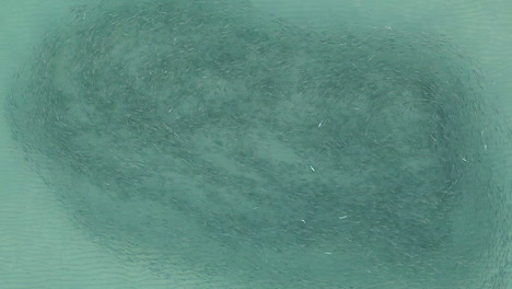 Luftbild:-Große-Meeräschenschwarm-Schwimmt-über-Klarem,-Flachem-Sandboden