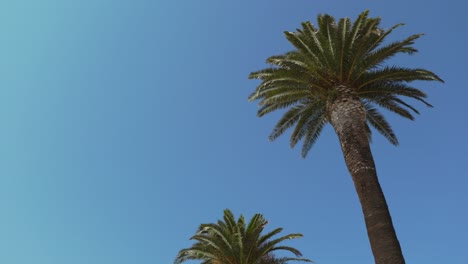 Seagull-flying-over-the-palm-tree
