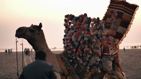 Decorated-Camel-At-Clifton-Beach-During-Sunset-With-Owner