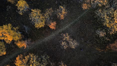 Hombre-Volando-Un-Dron-Centrándose-En-árboles-Otoñales-Amarillos-Y-Naranjas-Que-Rodean-Un-Camino-En-El-Bosque