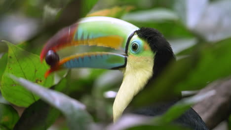 Wild-Toucan-Parrot-eating-fresh-berry-with-beak-in-deep-jungle,close-up