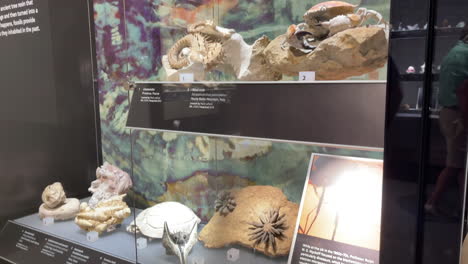 Tierfossilien-Aus-Der-Vergangenheit-Werden-In-Einer-Glasvitrine-Auf-Der-Tucson-Gem-Show-Ausgestellt