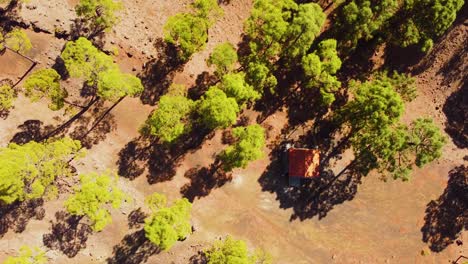 Birds-eye-view-with-drone-of-pine-trees-and-small-structure-on-Tenerife-island