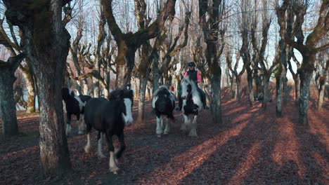 Katvari,-Latvia---October-31,-2021:-Pinto-Irish-cob-horses-irish-tinker-stallions-in-Old-Linden-Alley,-Katvaru-Manor-Park,-Latvia