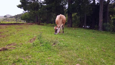 Footage-of-a-cow-grazing-peacefully-in-rural-green-area