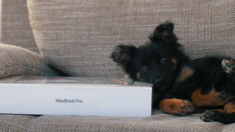 Hund-Liegt-Auf-Einem-Neuen-Apple-MacBook-Pro-Mit-M1-Max-Chip-Auf-Einer-Couch-Im-Wohnzimmer