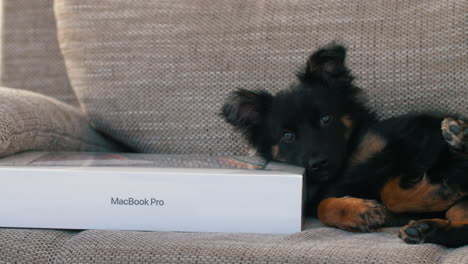 Perro-Acostado-En-El-Nuevo-Apple-Macbook-Pro-Con-Chip-M1-Max-En-Un-Sofá-En-La-Sala-De-Estar