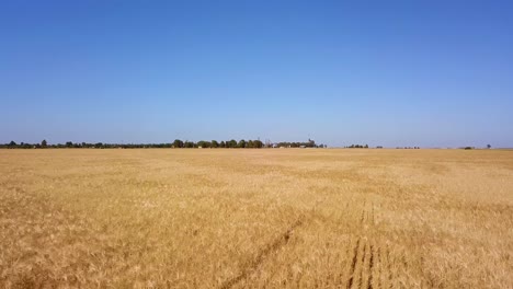 Golden-Field-With-Ripe-Wheat-Crops-Ready-To-Harvest-On-A-Sunny-Day